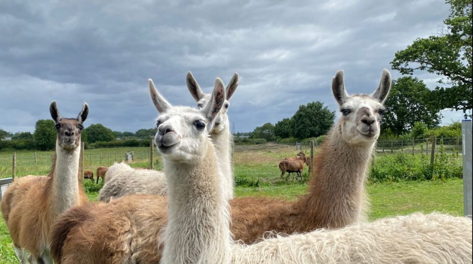 Llamas in the paddock