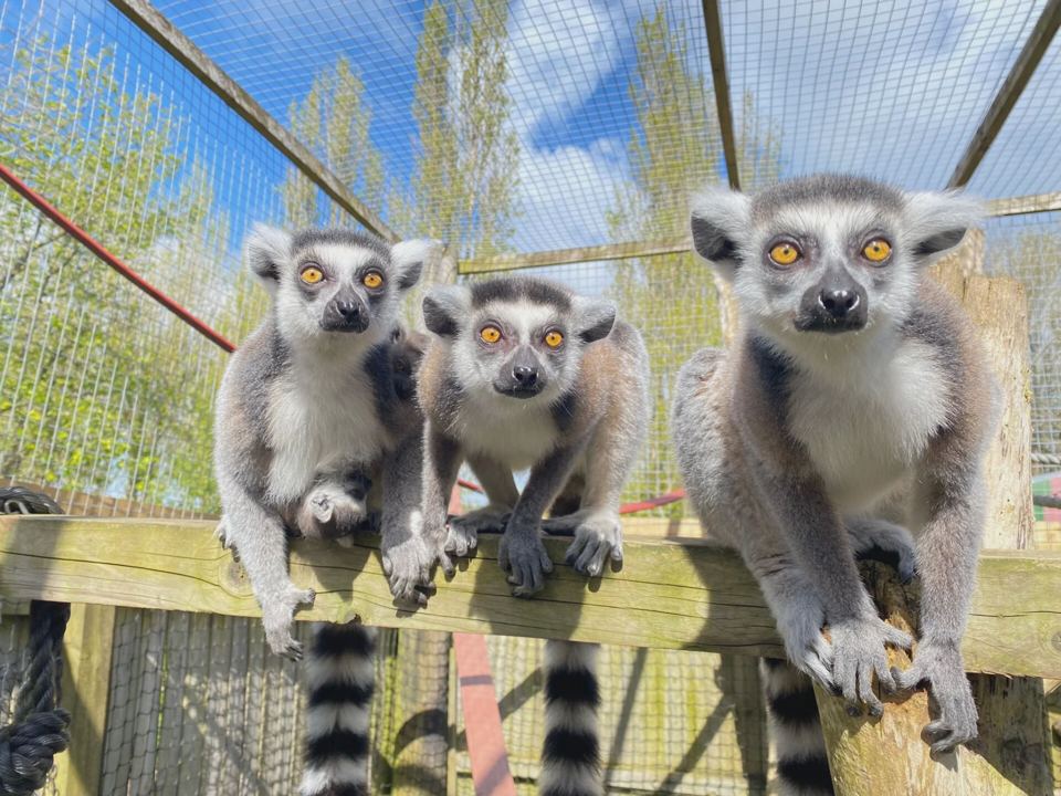 Ring-tailed lemurs