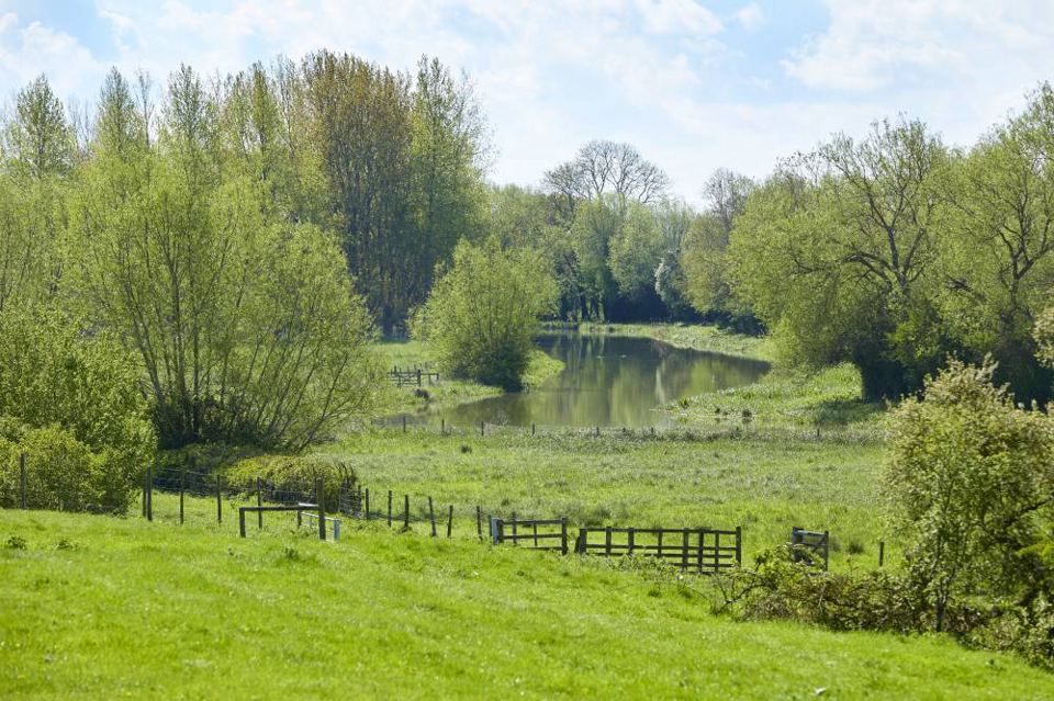 Lake and trees