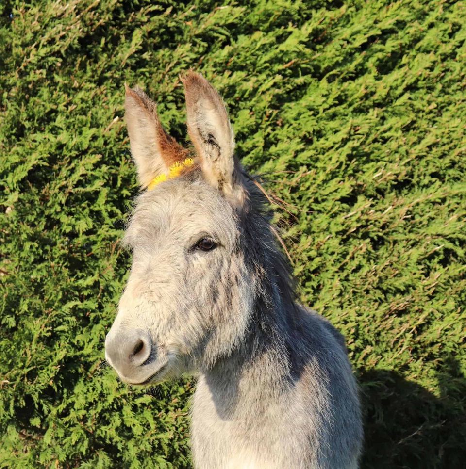 Donkey on the farm