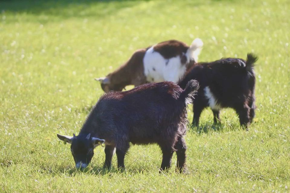 Goats in the field