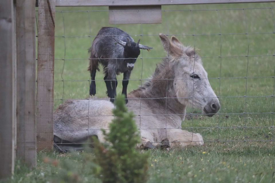 Donkey and goat