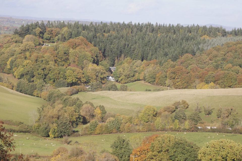 Autumn woods nearby
