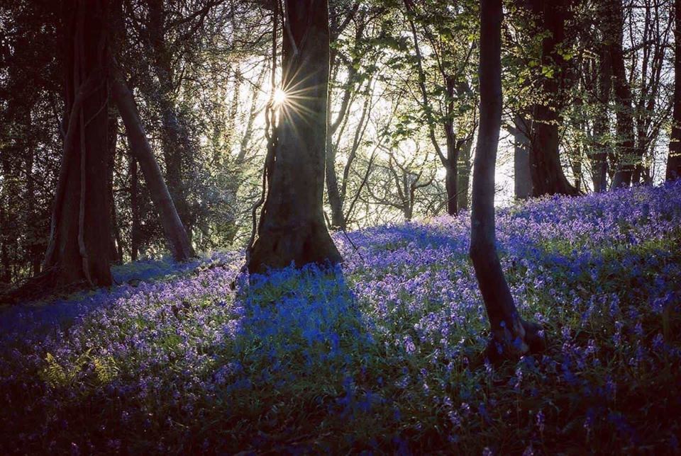 Bluebells in the woods