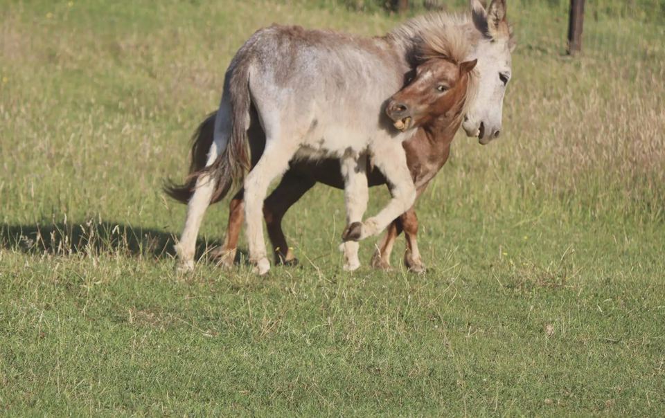 Donkeys in the paddock