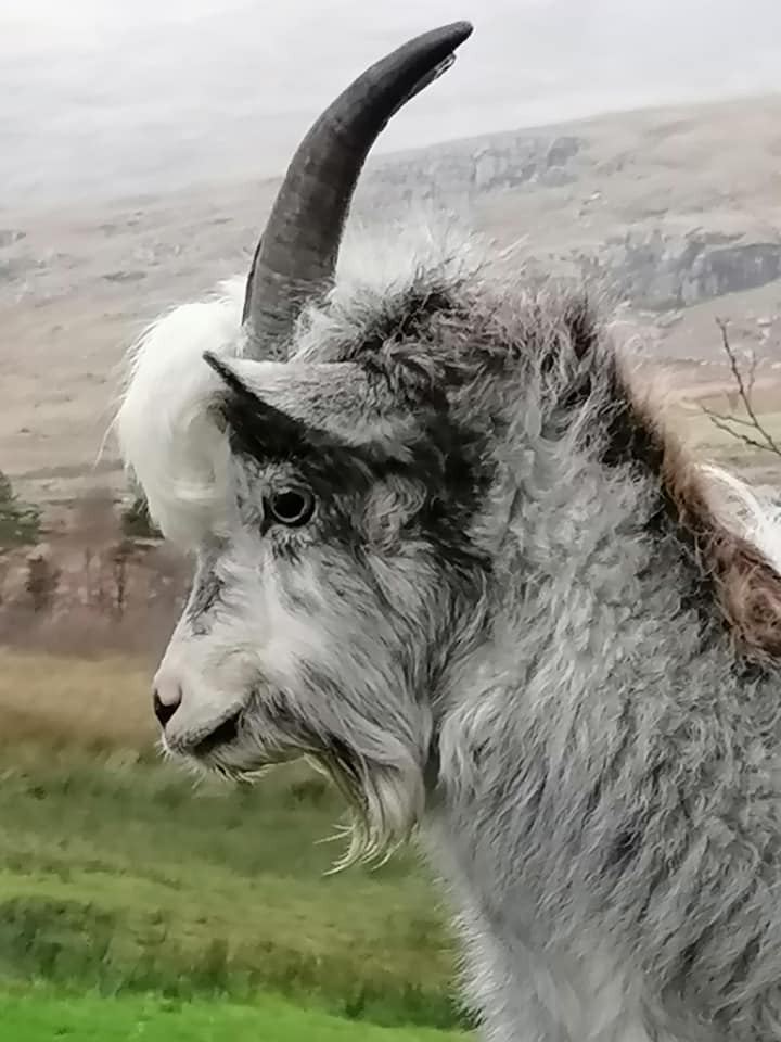 Farm goat