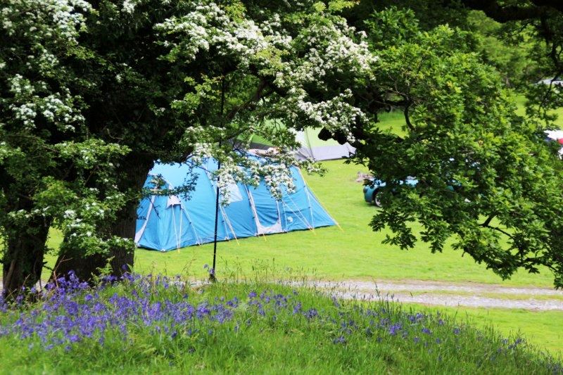 Tent under a hawthorn tree