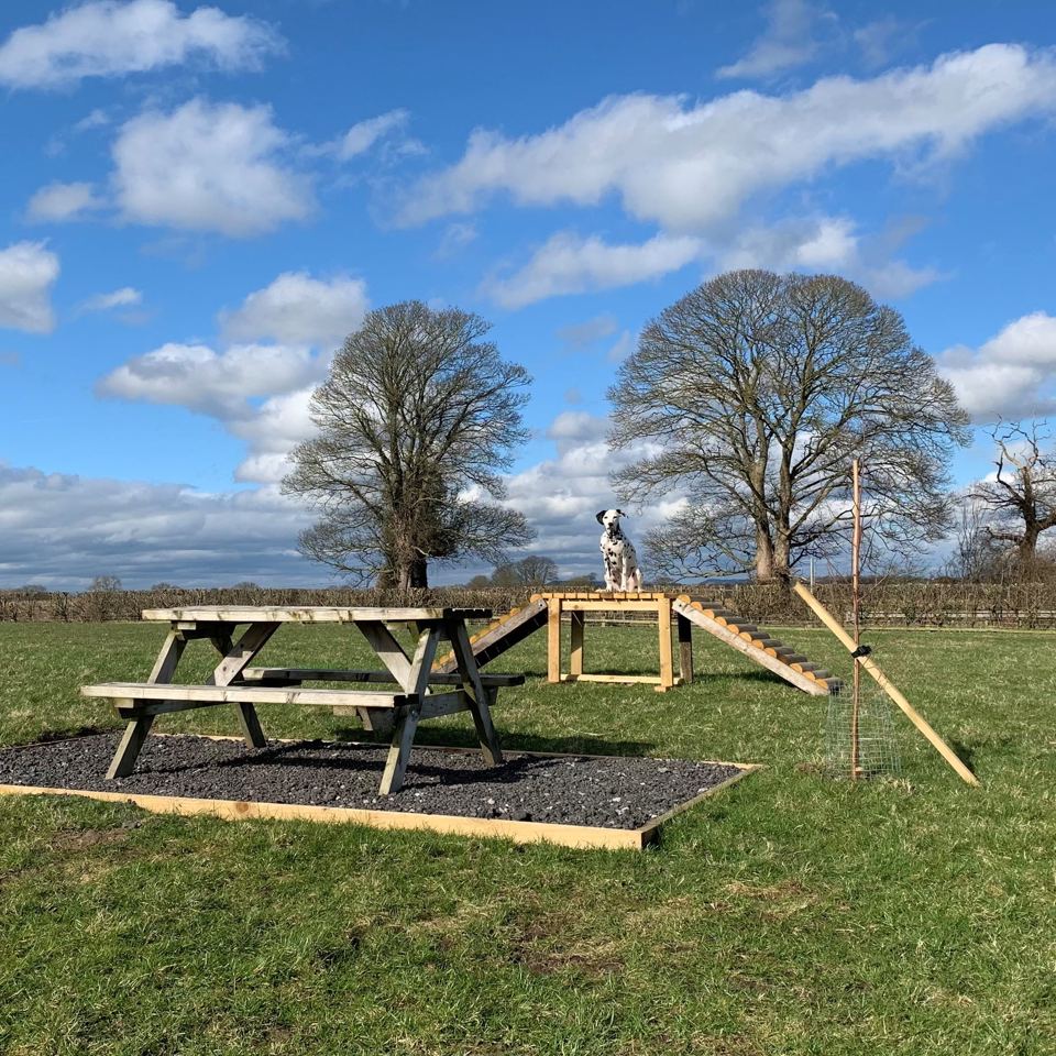 Dog agility area