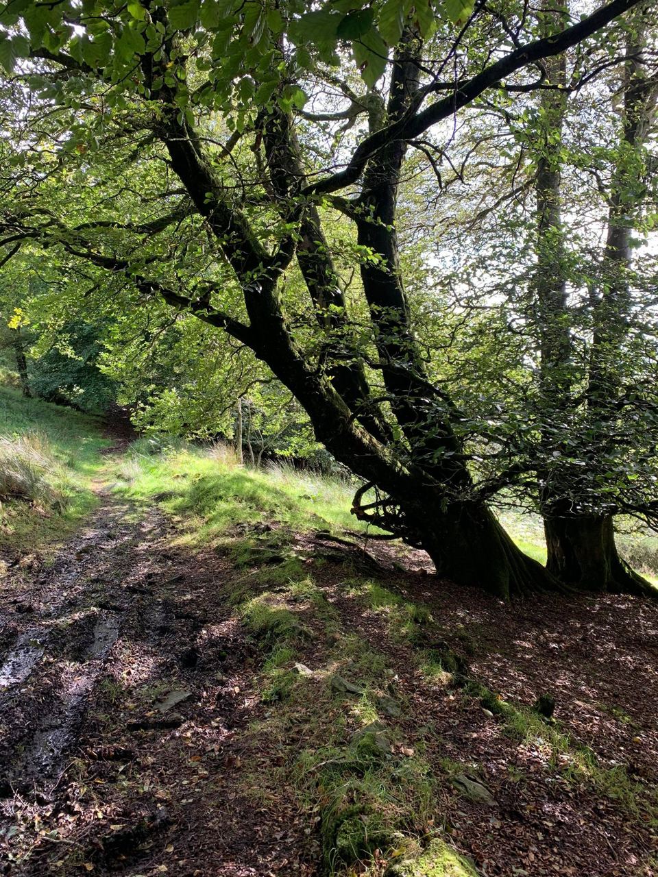 Woodland slope on the estate