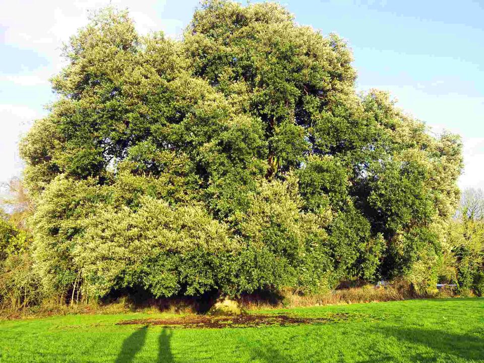 Large tree on the grass