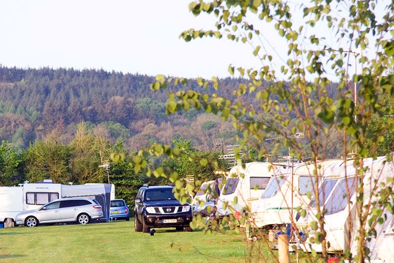 Caravans pitched under the trees