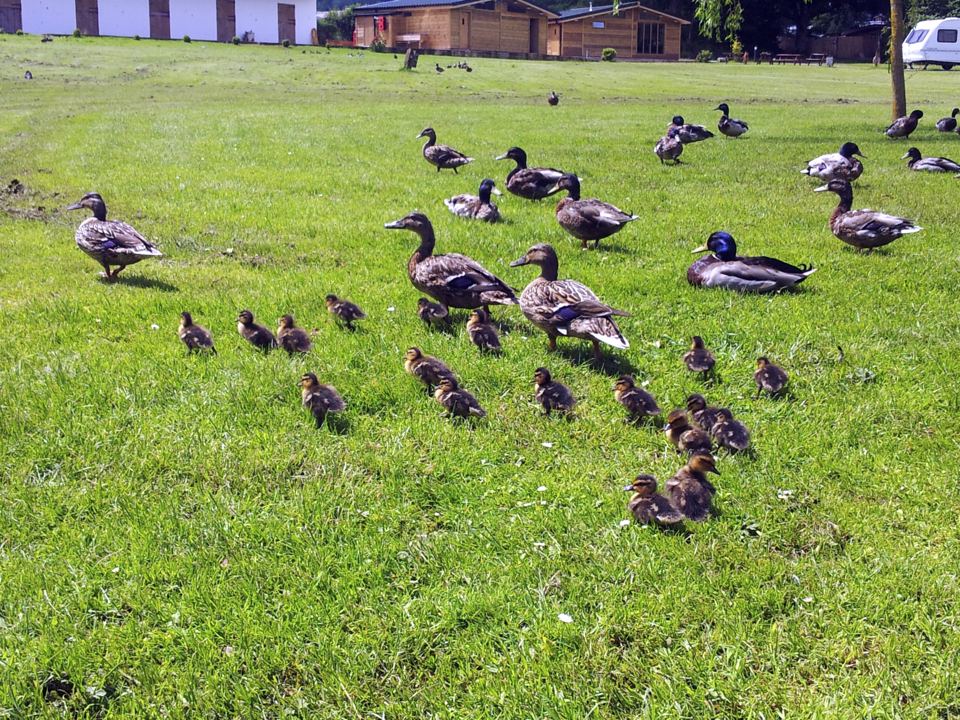 Ducks on the grass by the lodges