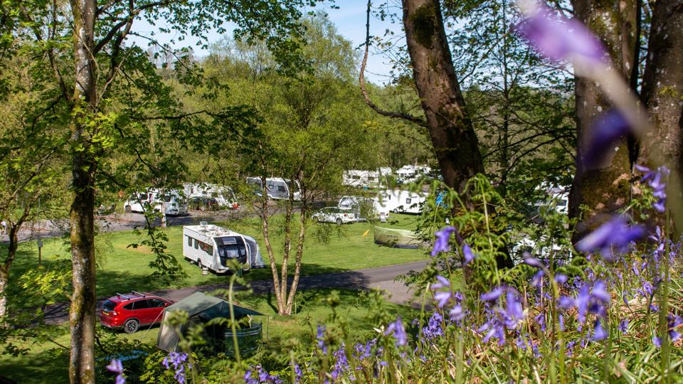 Pitches among trees and bluebells