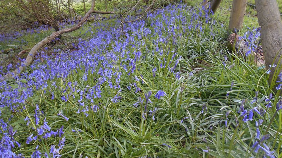 Bluebells in the nearby wood