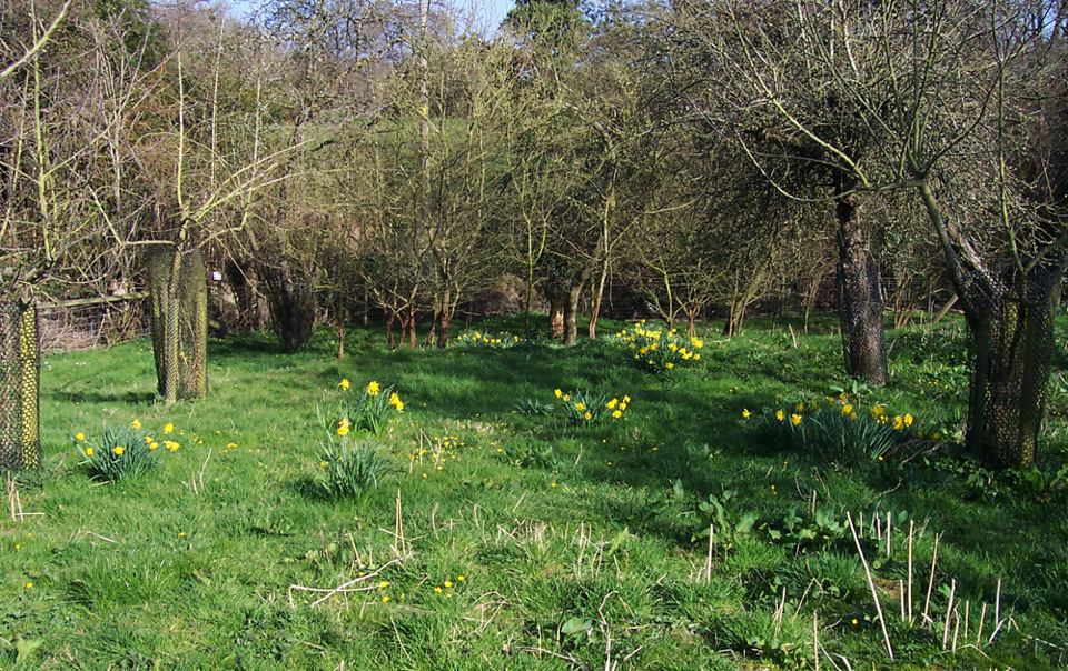 Orchard edge with daffodils