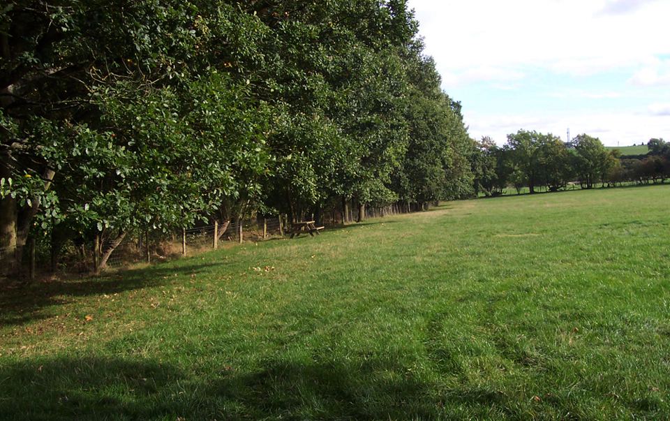Camping field beside the trees