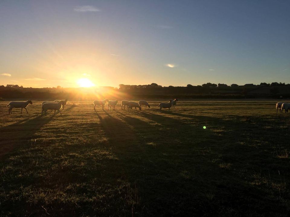 Sheep at sunset