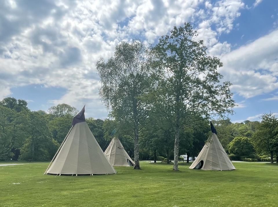 Tipis beneath birch trees