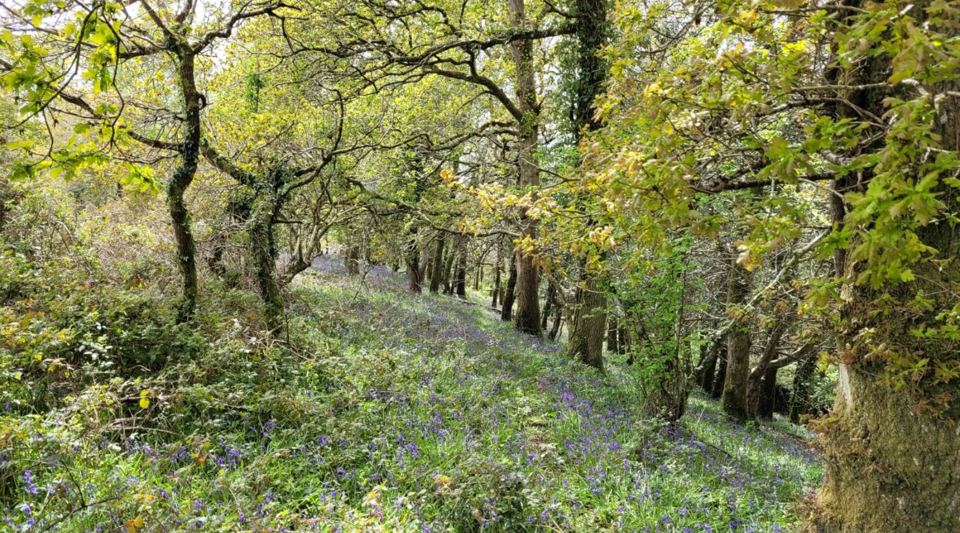Woodland path with bluebells