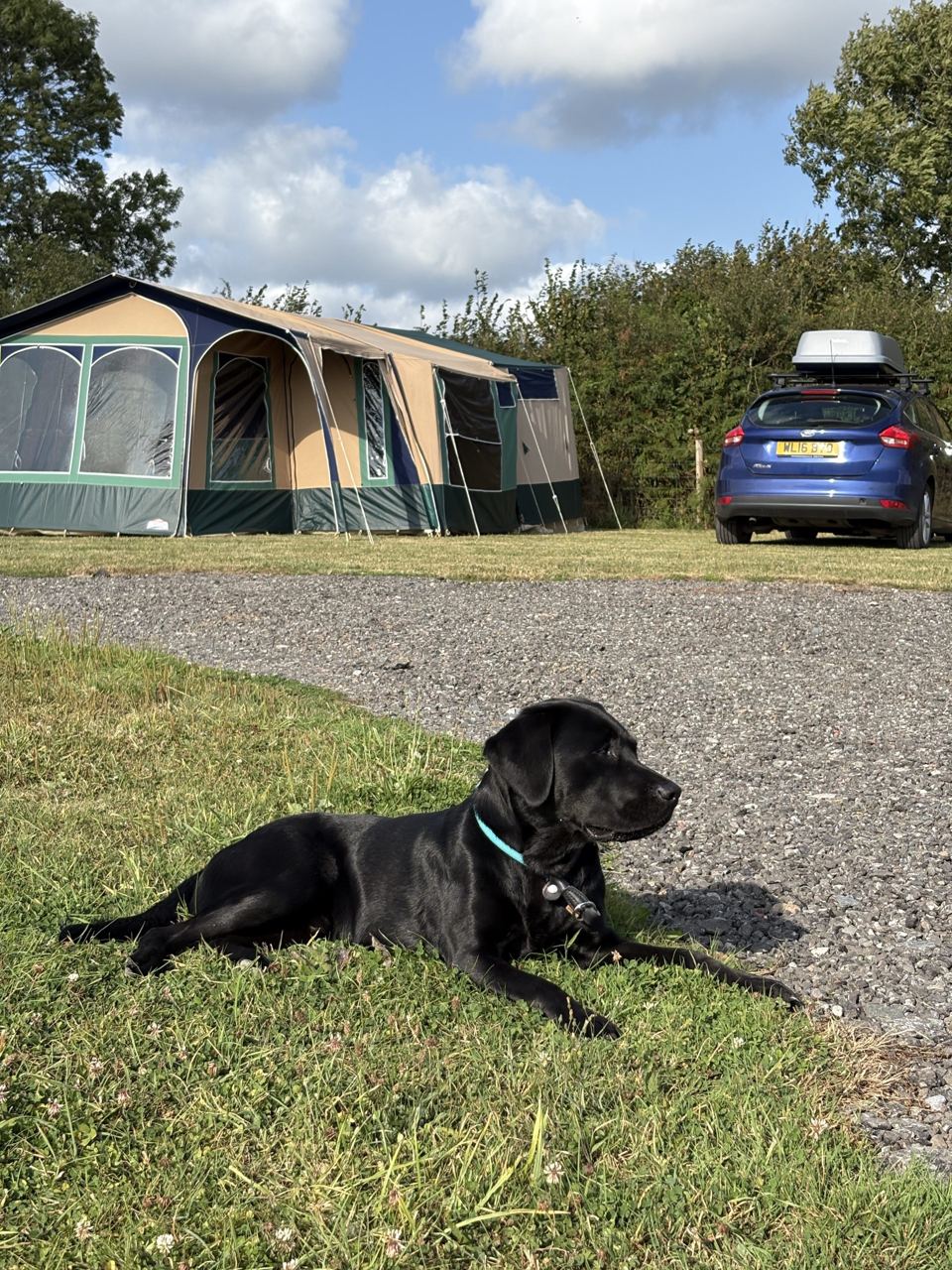 Dog beside a pitch and car