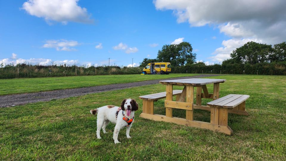 Dog by picnic table on grass
