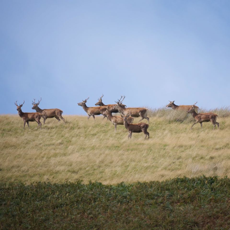 Red deer on the fell