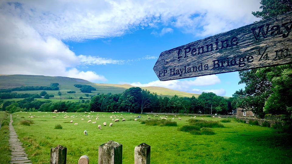 Pennine Way footpath and sheep