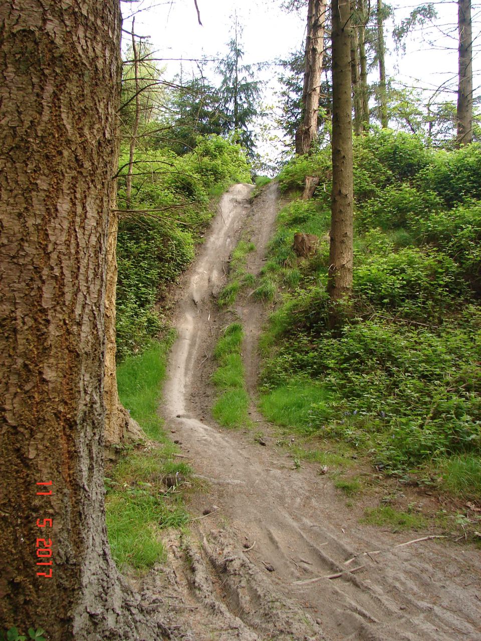 Forest track near the site