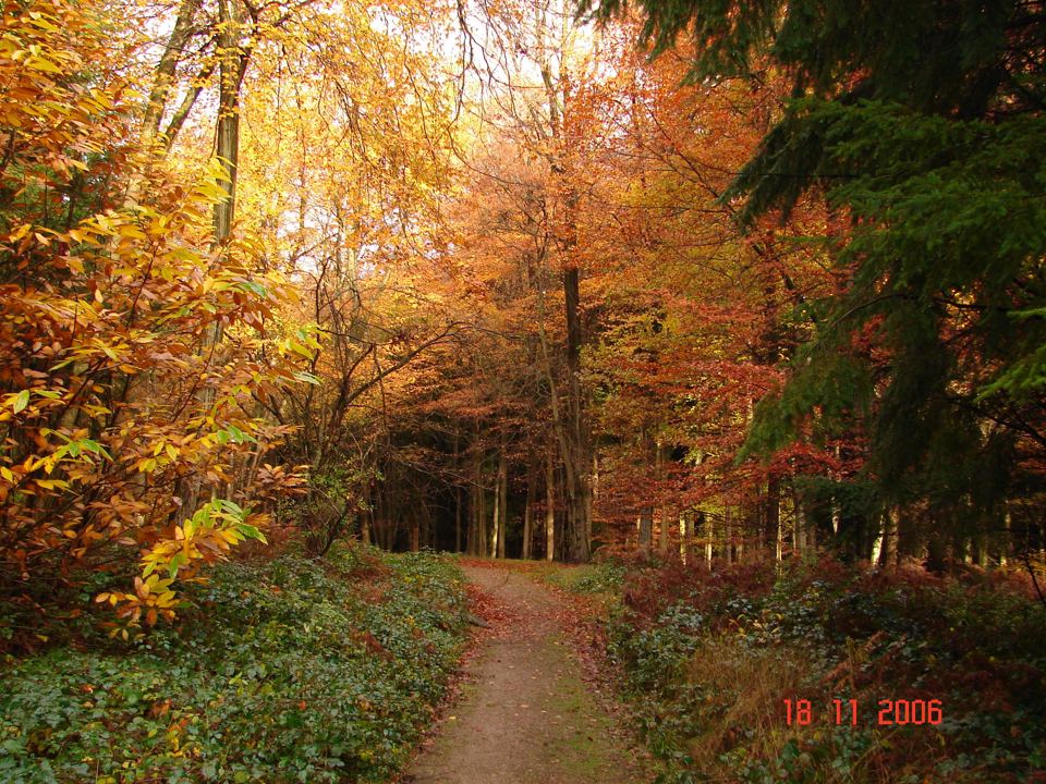 Autumn forest path