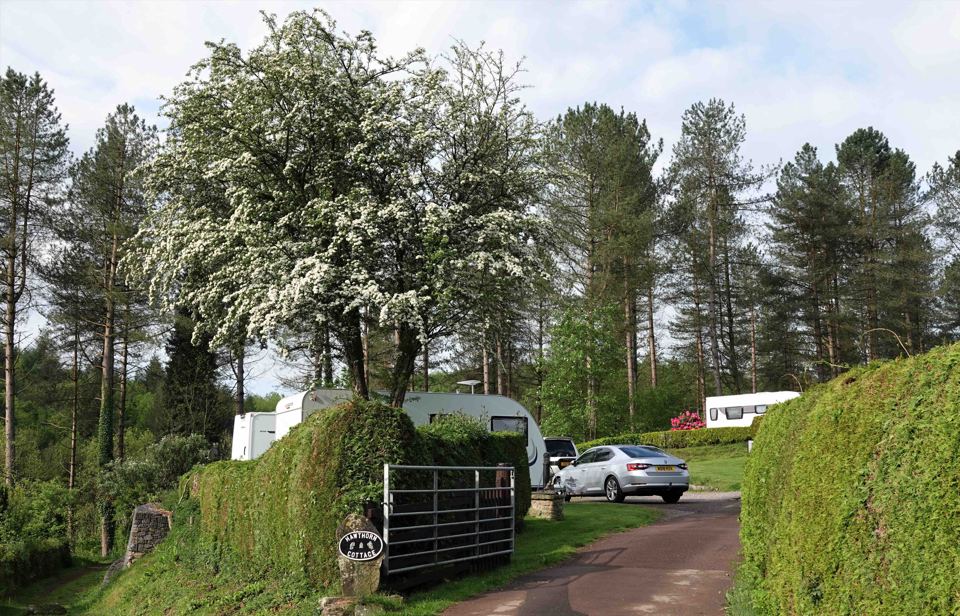 Site entrance among the pines
