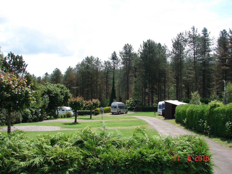 Site with pine backdrop