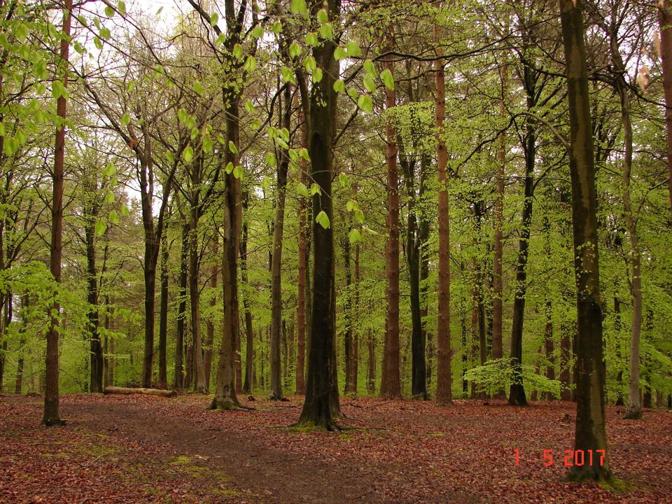 Beech woods in spring