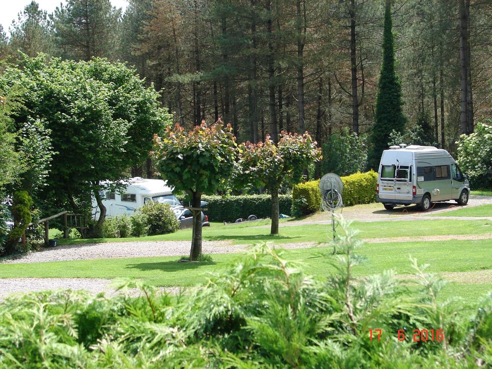 Pitches under the pines