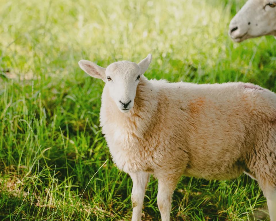 Sheep in the field