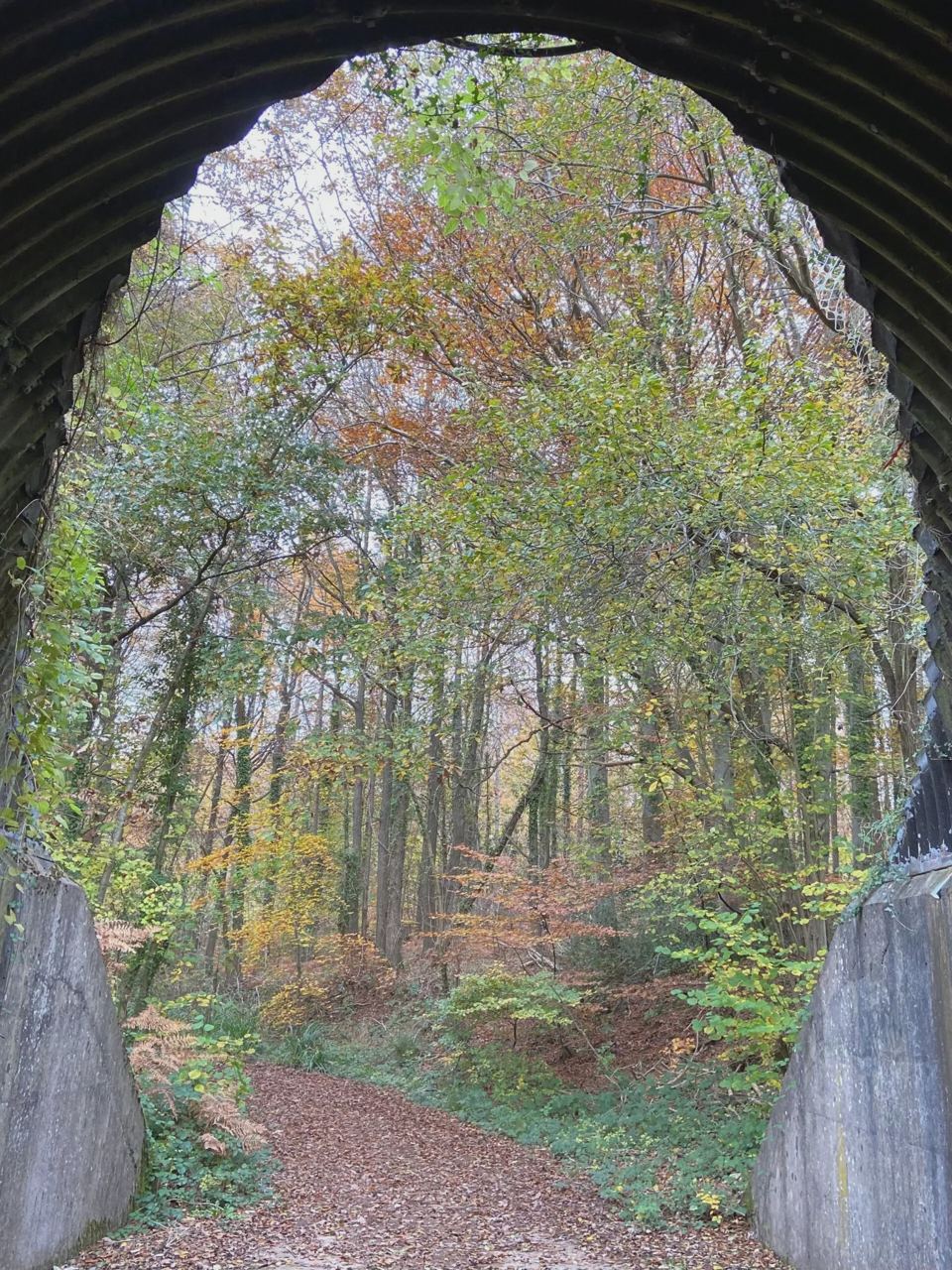 Woodland path from the site
