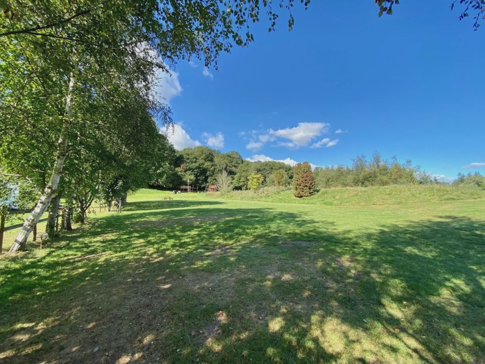 Grass field edged with birches