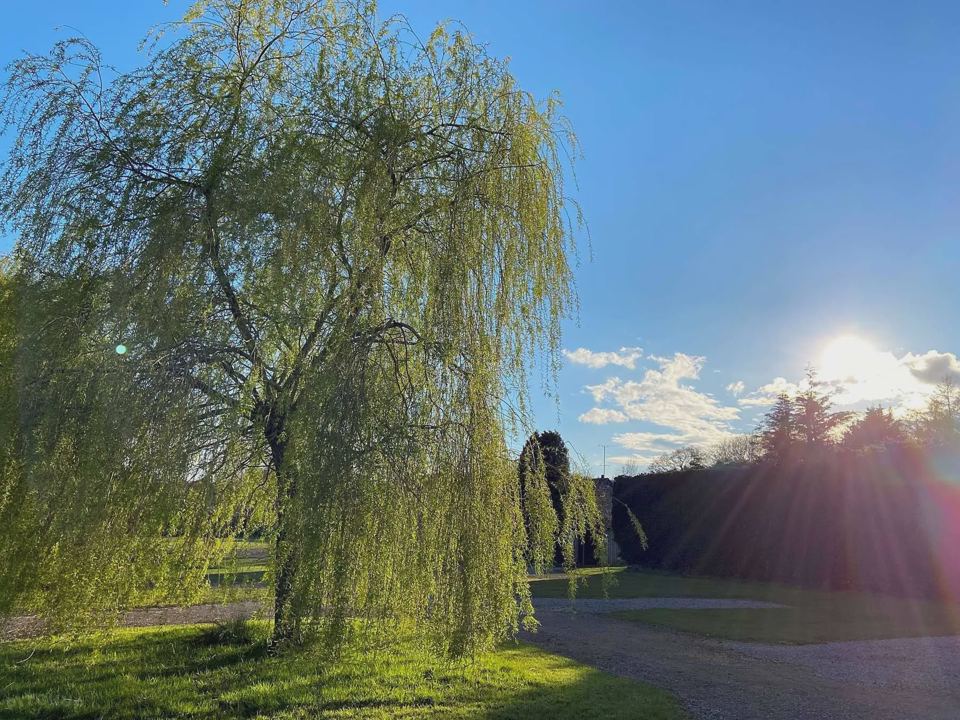 Weeping willow by the track
