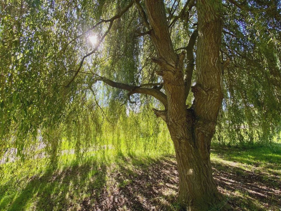 Willow tree beside the pitches