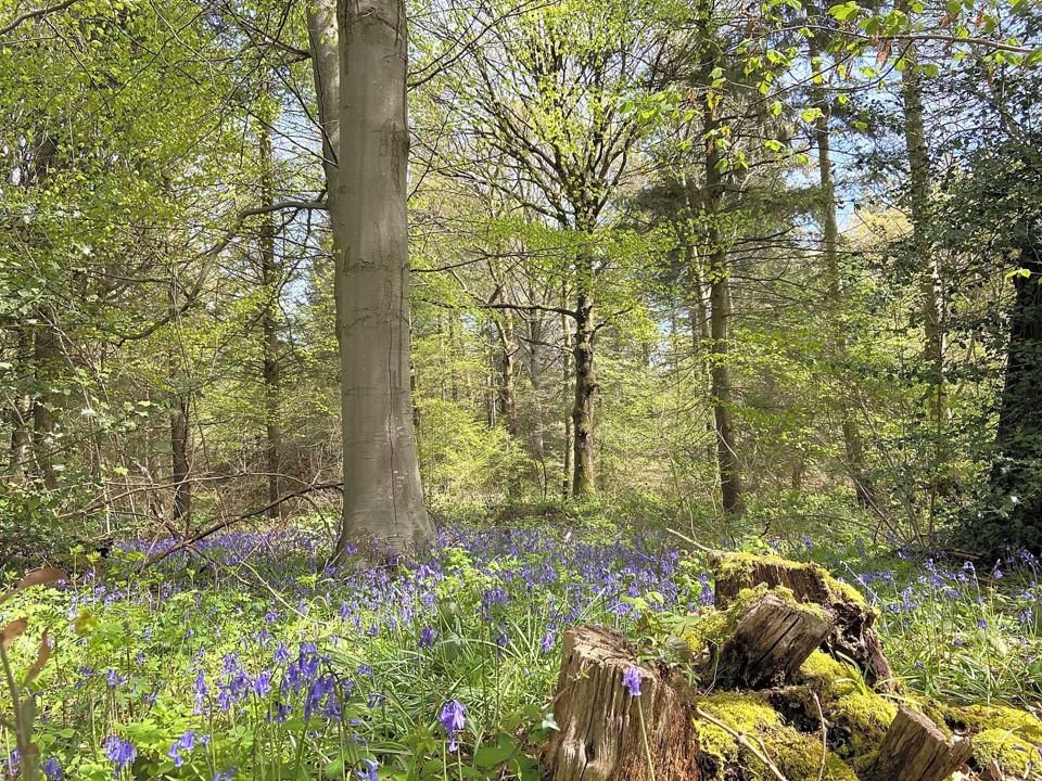 Bluebells in the nearby woods