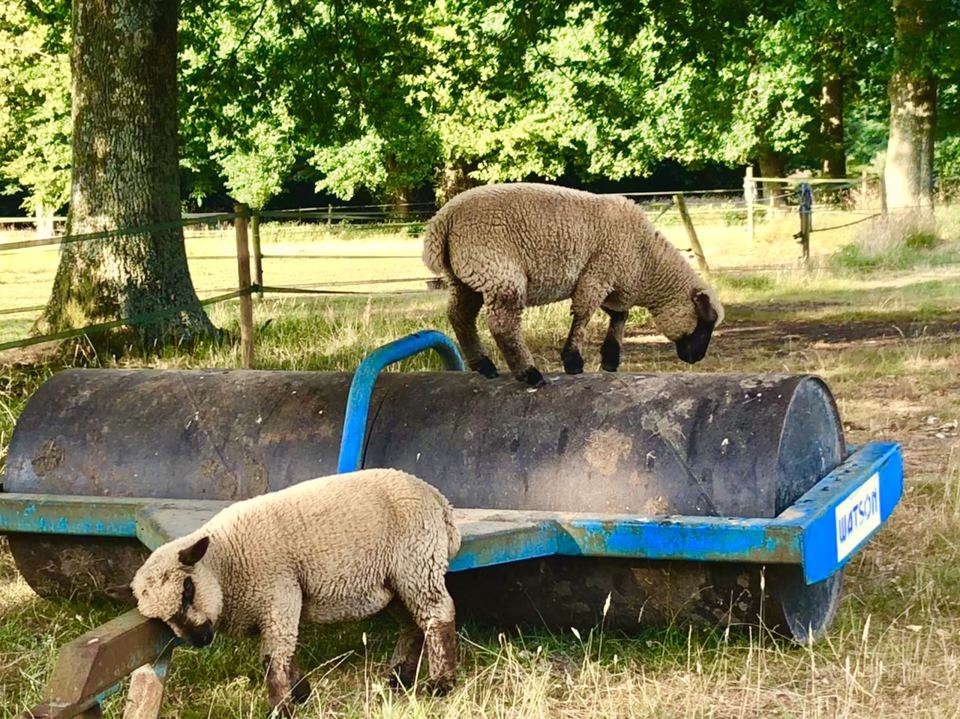 Lambs on the farm