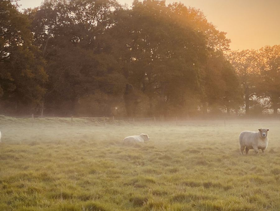 Sheep in morning mist