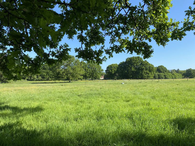 Grass field
