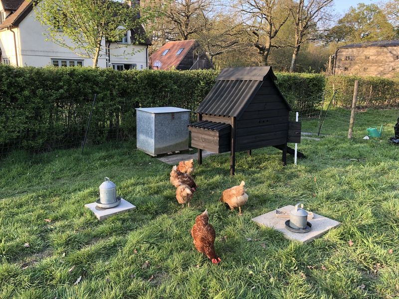 Hens by their house