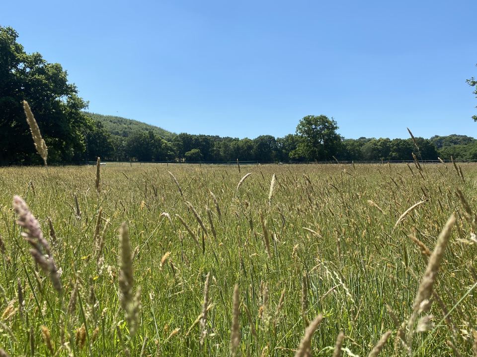 Long grass meadow