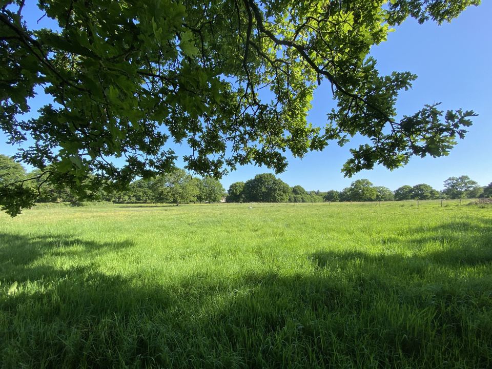 Meadow under an oak