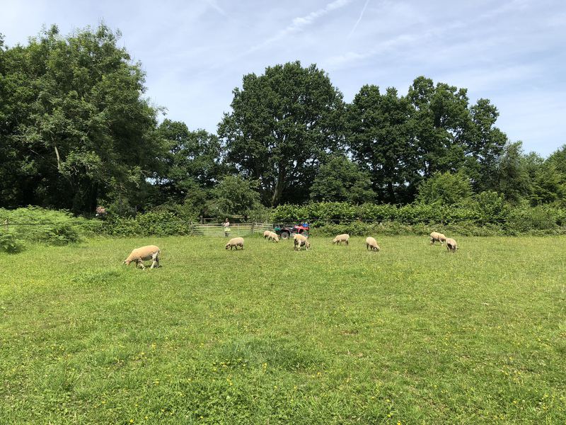 Sheep in the field