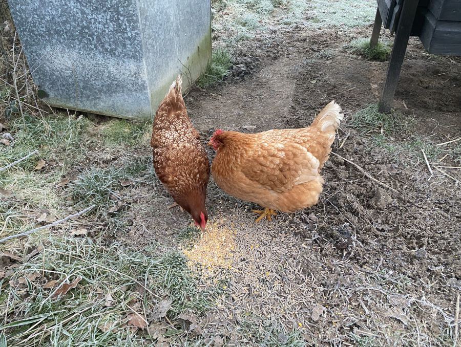 Hens pecking