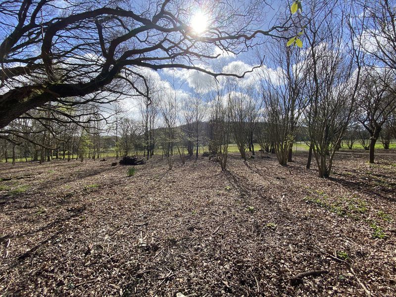 Coppice woodland