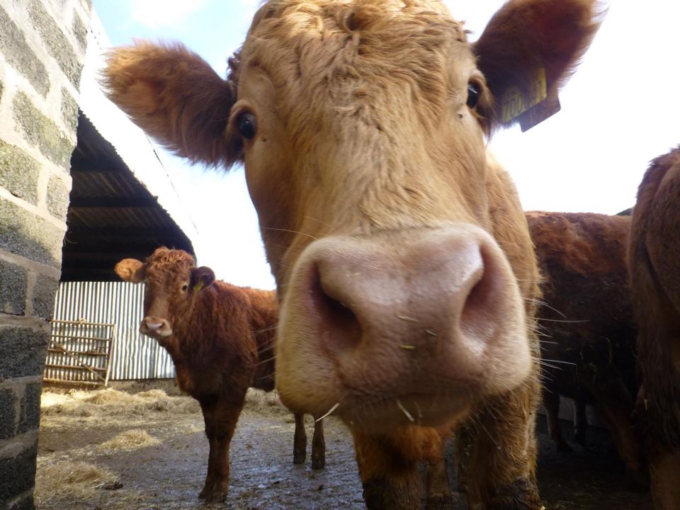 Cattle on the farm