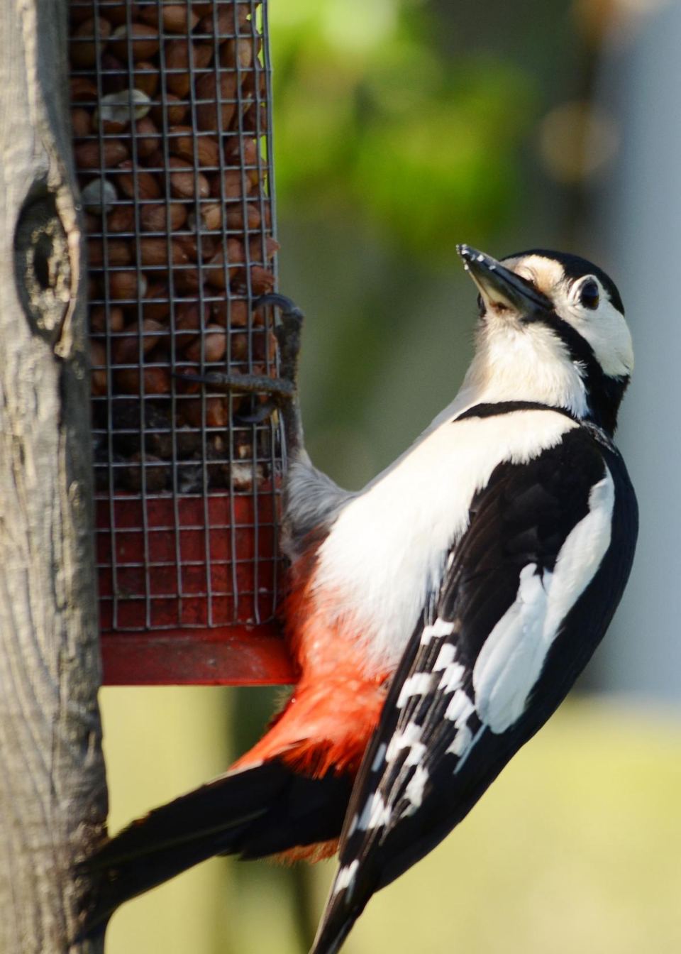 Woodpecker at a feeder